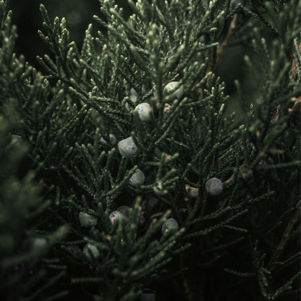 Cardamom