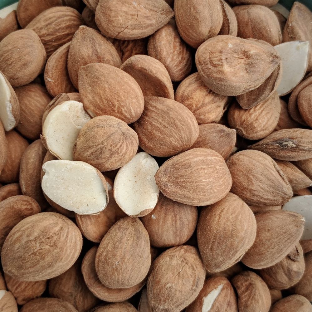 Apricot Kernel