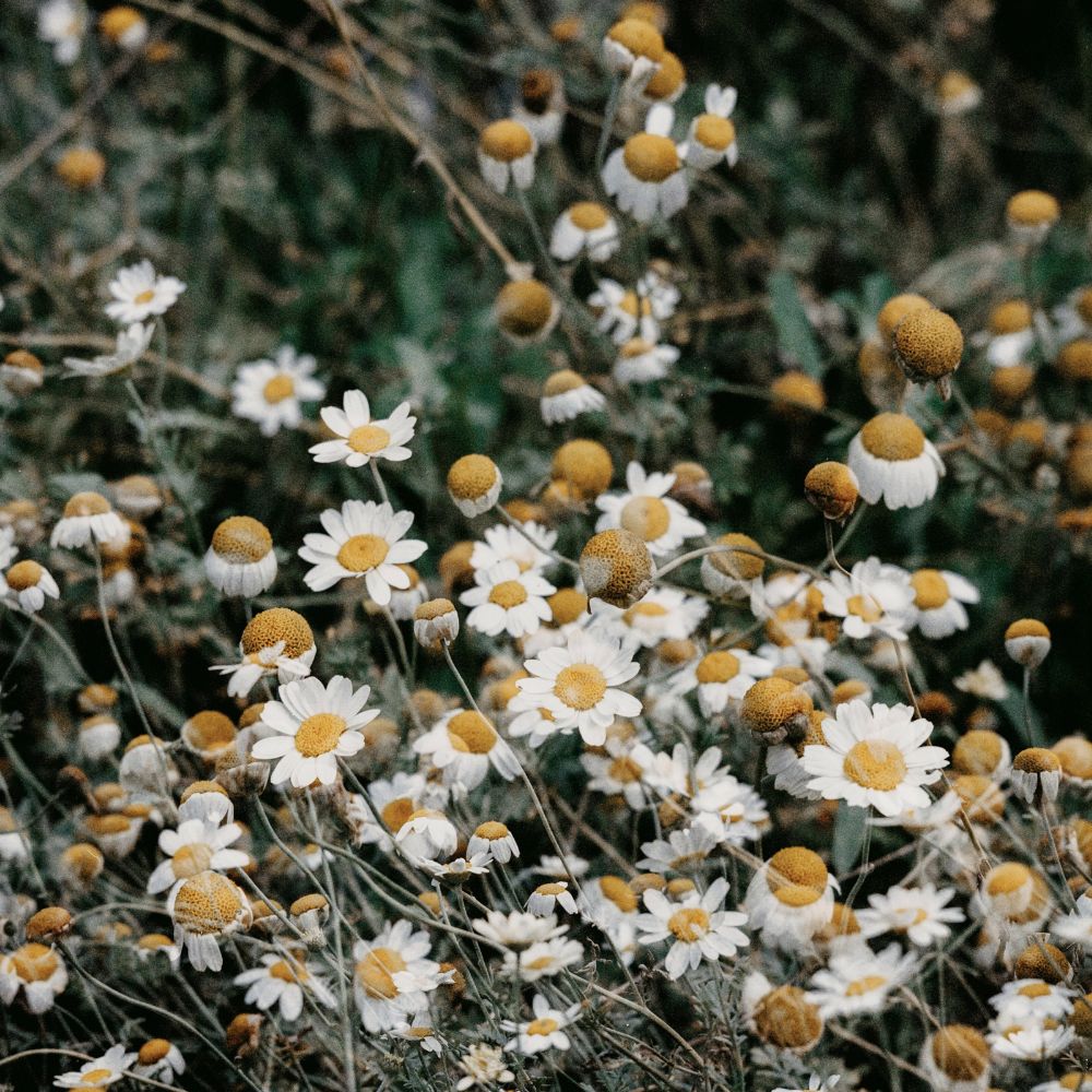 Chamomile