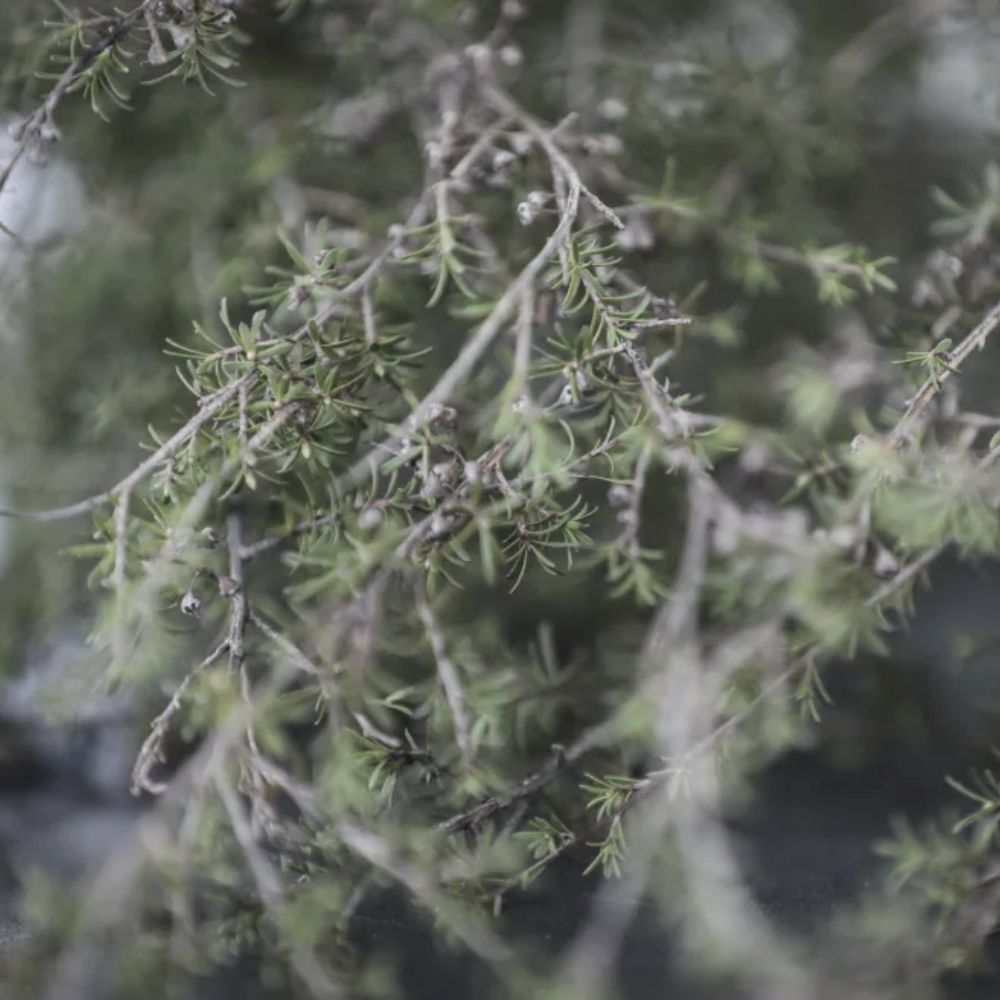 Kānuka