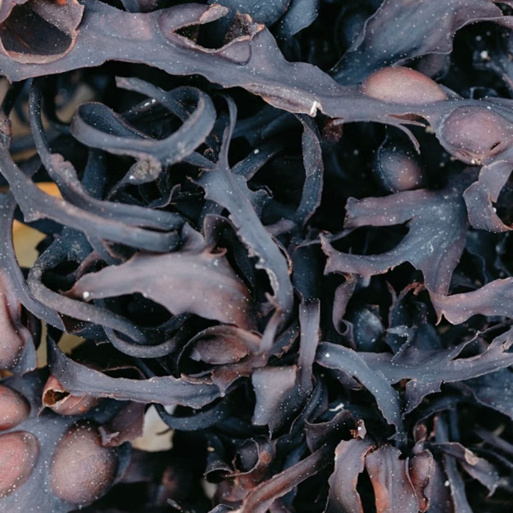 Kelp