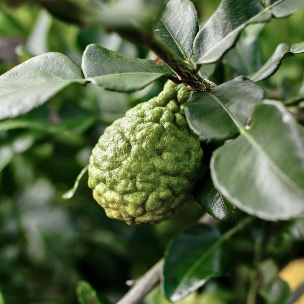 Makrut lime
