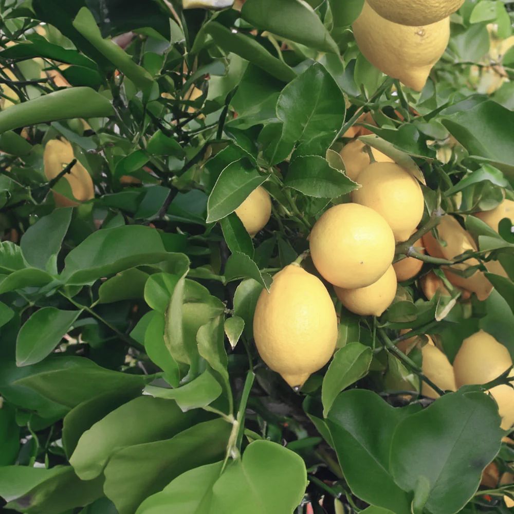 Meyer Lemon
