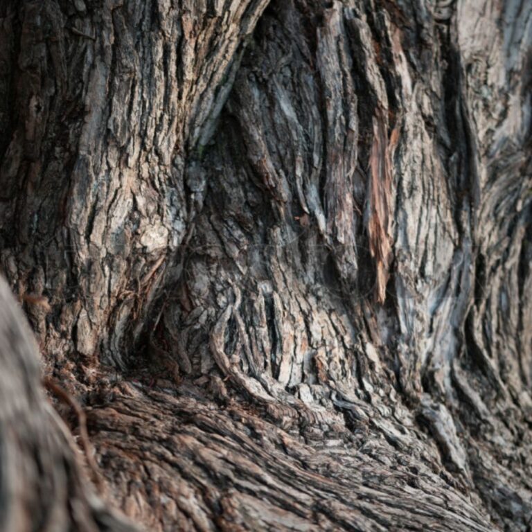 Pōhutukawa botanicals