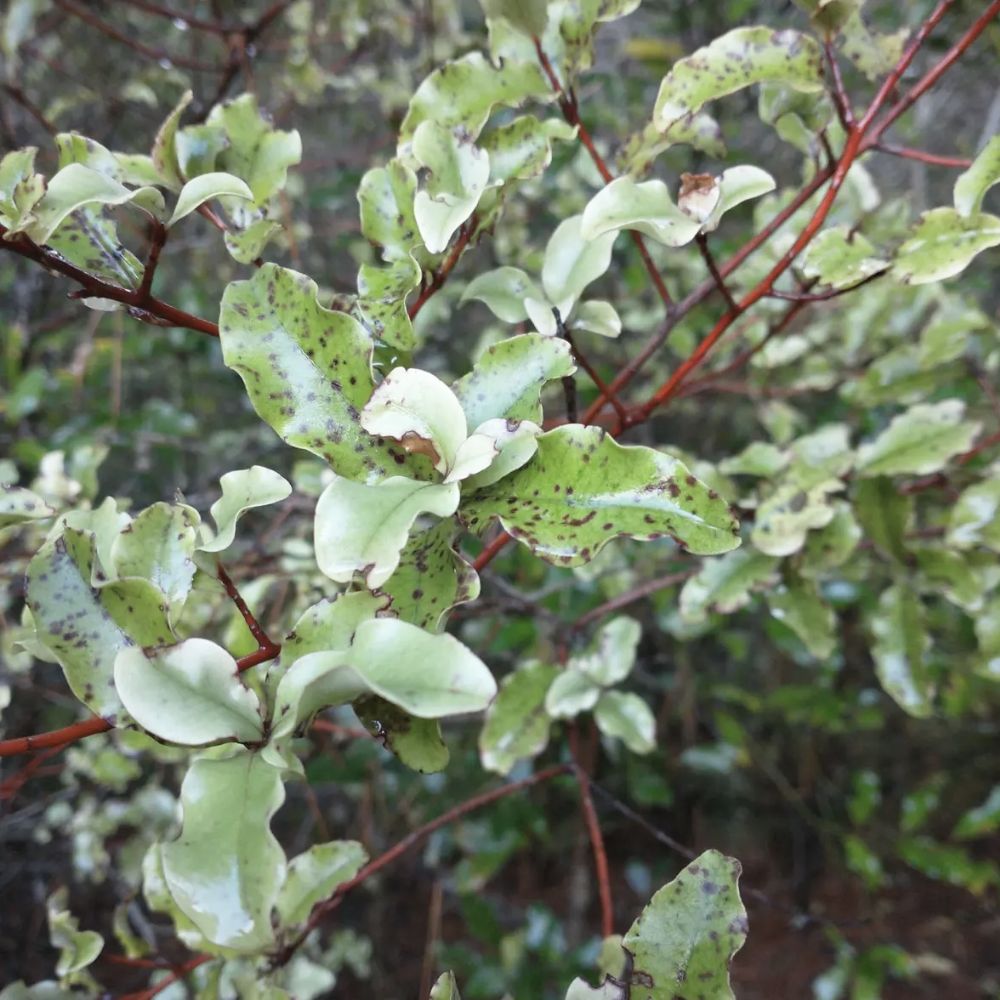 Red Mātipo