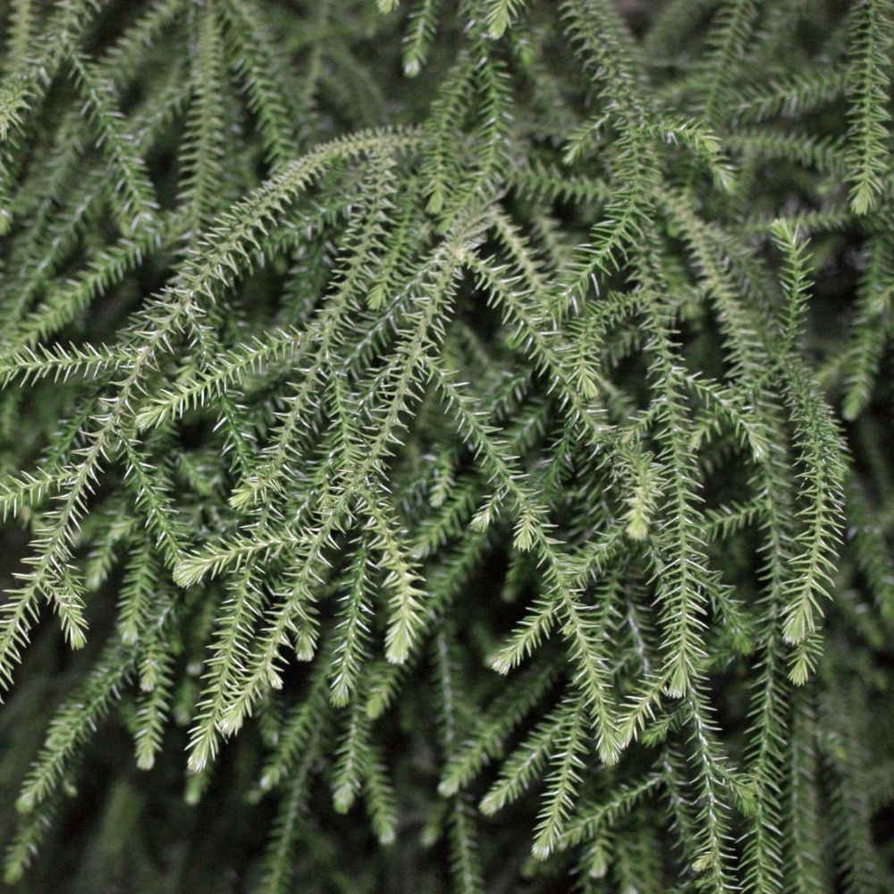 Rimu