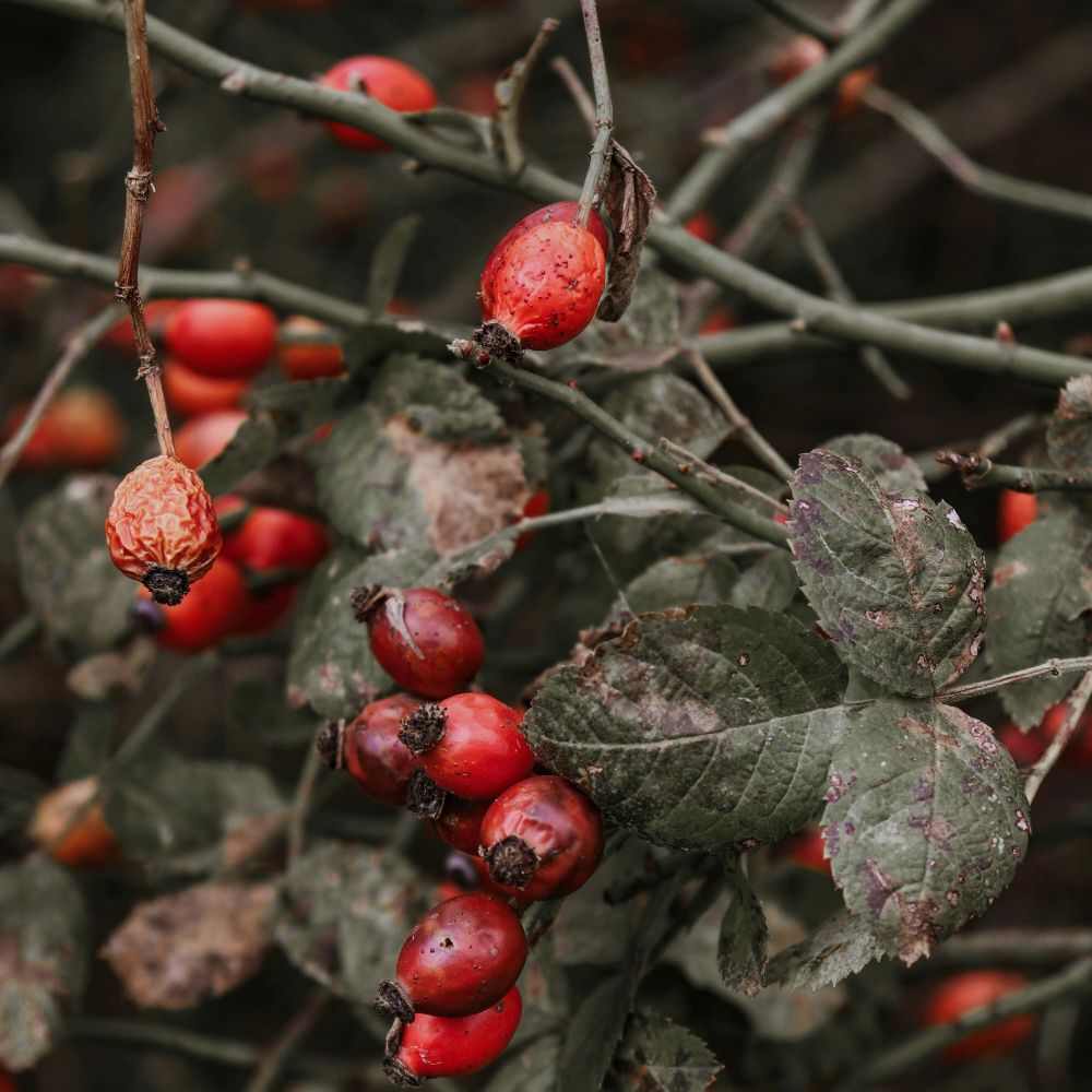 Rosehip
