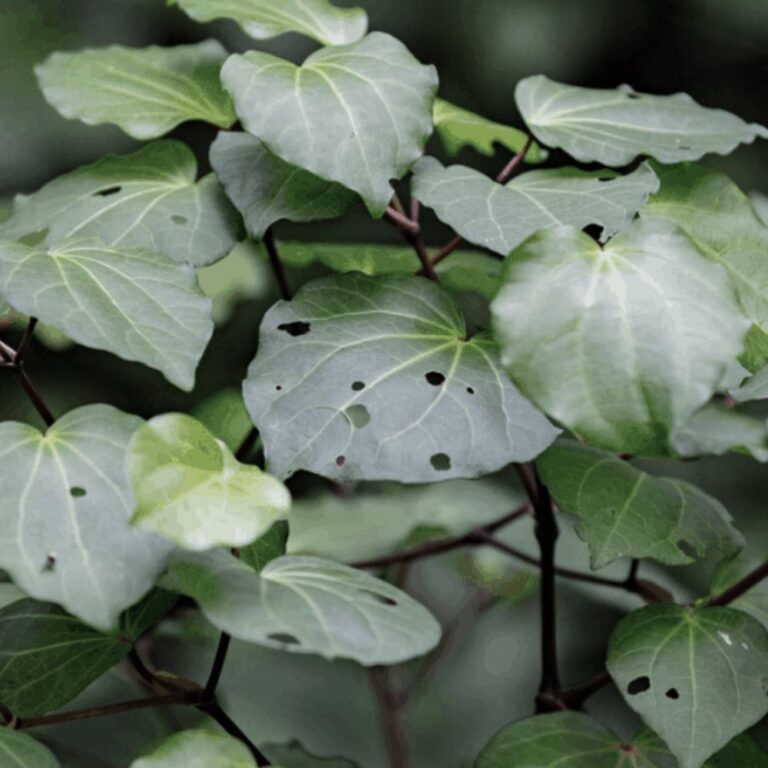Batch 7 – Bush